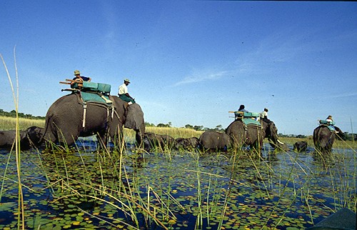 /Media/images/Product_Images/destinations/okavango/elephant safari.jpg